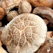 A Shiitake Mushroom Rash